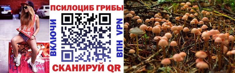 Купить закладки  Чекалин  Галлюциногенные грибы прущие грибы 